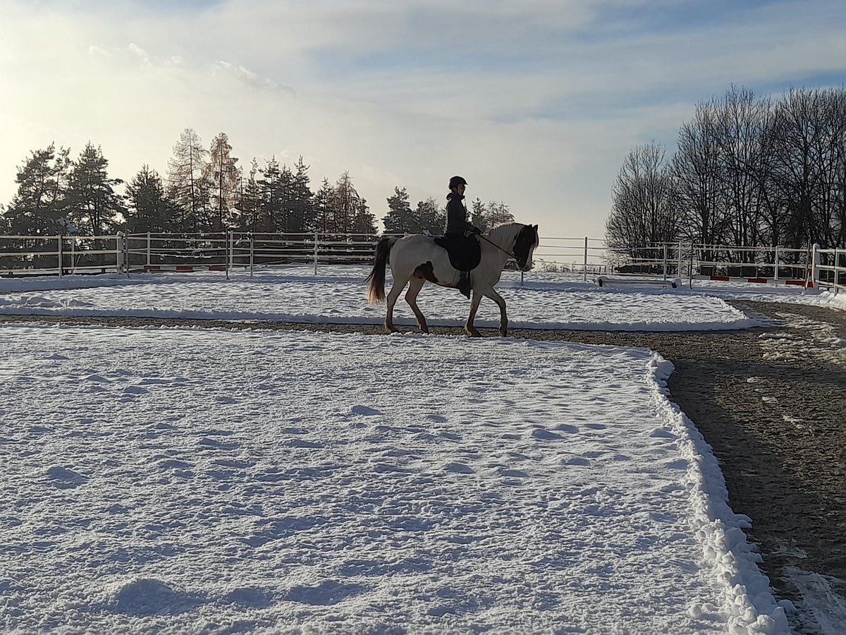 Lewitzer Gelding 13 years 13,1 hh Pinto in Villach-Innere Stadt
