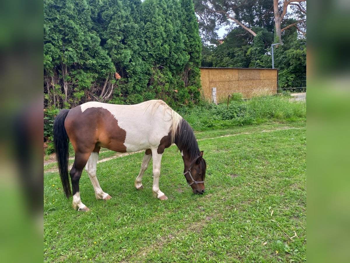 Lewitzer Gelding 15 years 12,2 hh Pinto in Rostock