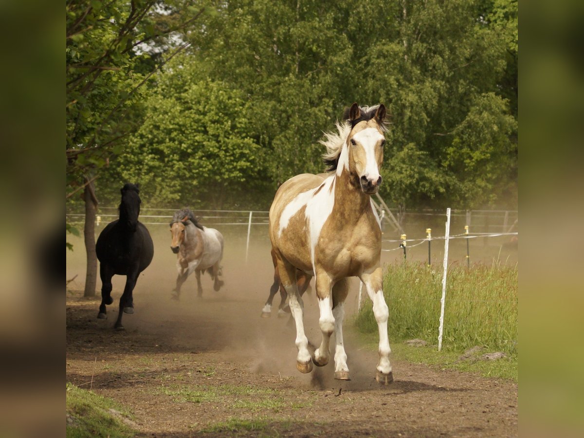 Lewitzer Mix Gelding 16 years 14,2 hh Pinto in Putlitz