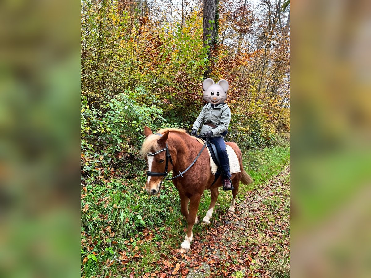 Lewitzer Gelding 17 years 14 hh Chestnut-Red in Pfinztal