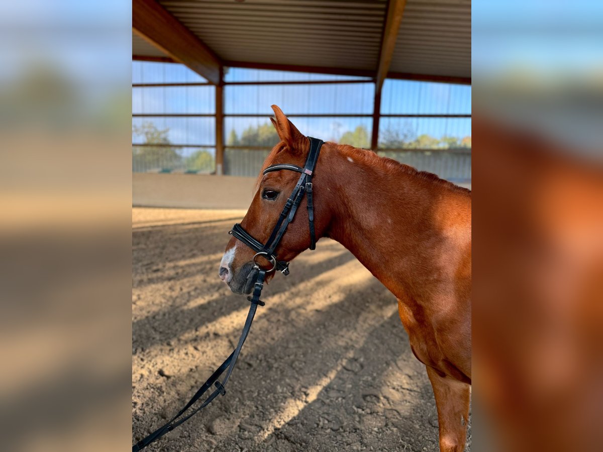 Lewitzer Mix Gelding 18 years 12,3 hh Chestnut-Red in Rheinfelden