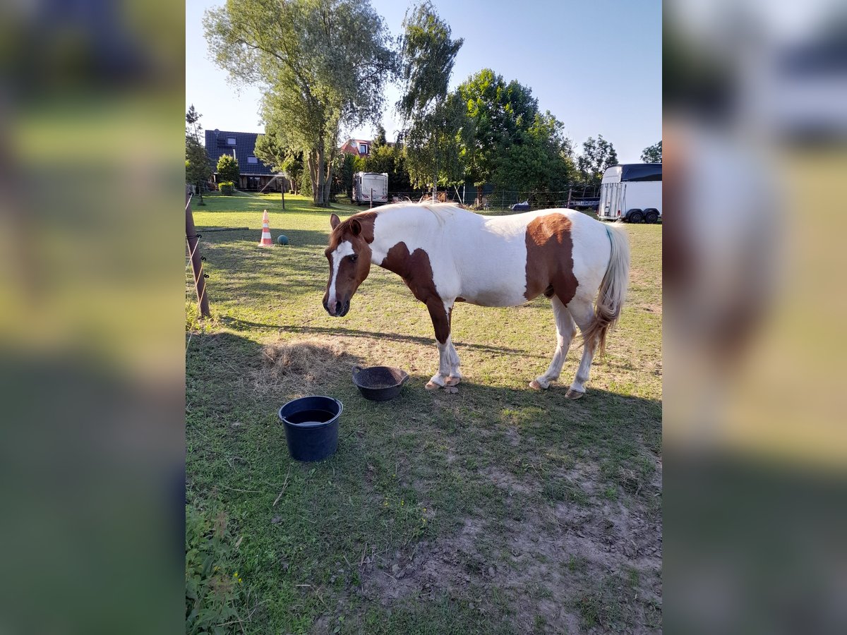 Lewitzer Gelding 23 years 14,1 hh Pinto in Sch&#xF6;nwalde-Glien