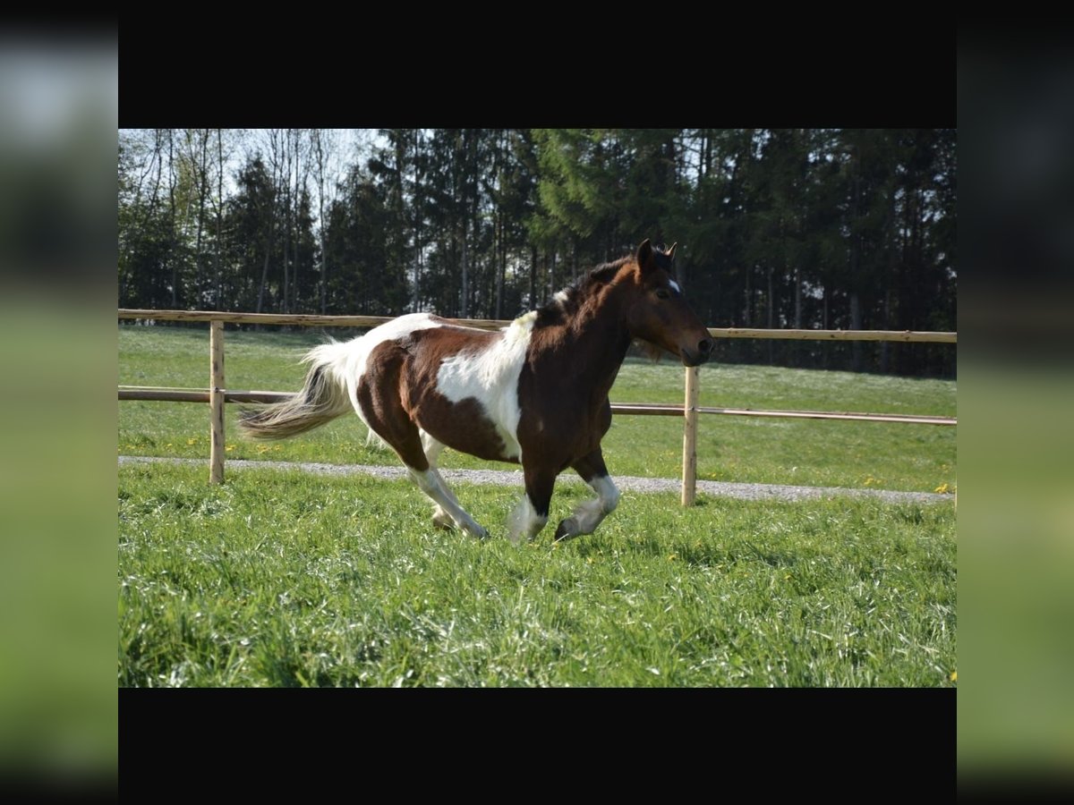 Lewitzer Mix Gelding 23 years 14,2 hh Pinto in Vogtareuth Lewitzer Mix Gelding 23 years 14,2 hh Pinto in Vogtareuth