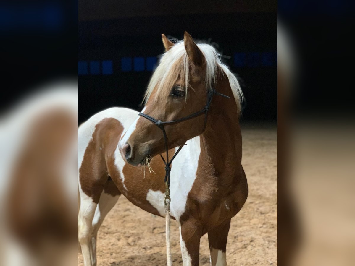 Lewitzer Gelding 3 years 14,1 hh Pinto in Nordhausen