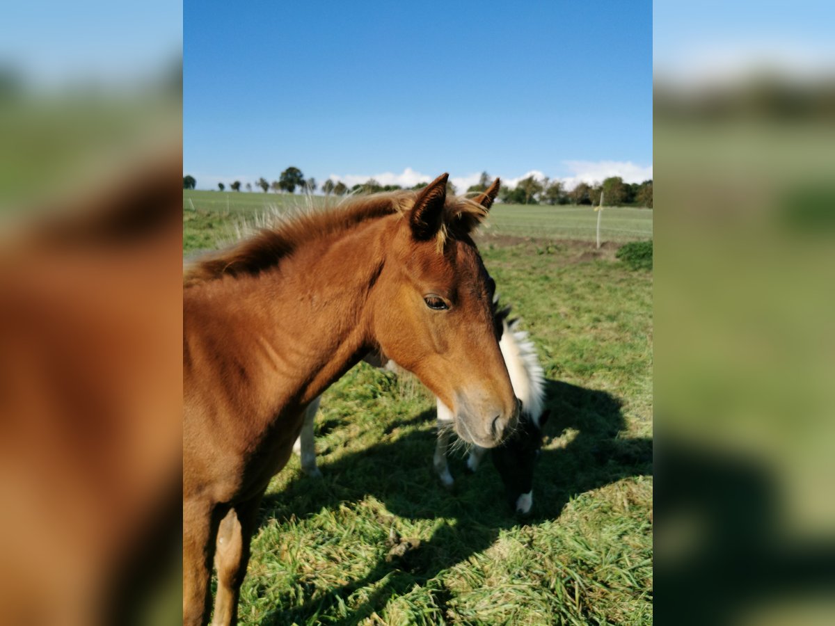 Lewitzer Gelding 3 years 14,1 hh Chestnut-Red in Rappin Lewitzer Gelding 3 years 14,1 hh Chestnut-Red in Rappin