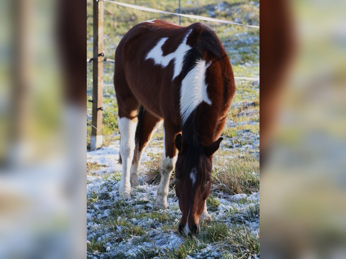 Lewitzer Mix Gelding 4 years 12,3 hh Pinto in Reutlingen