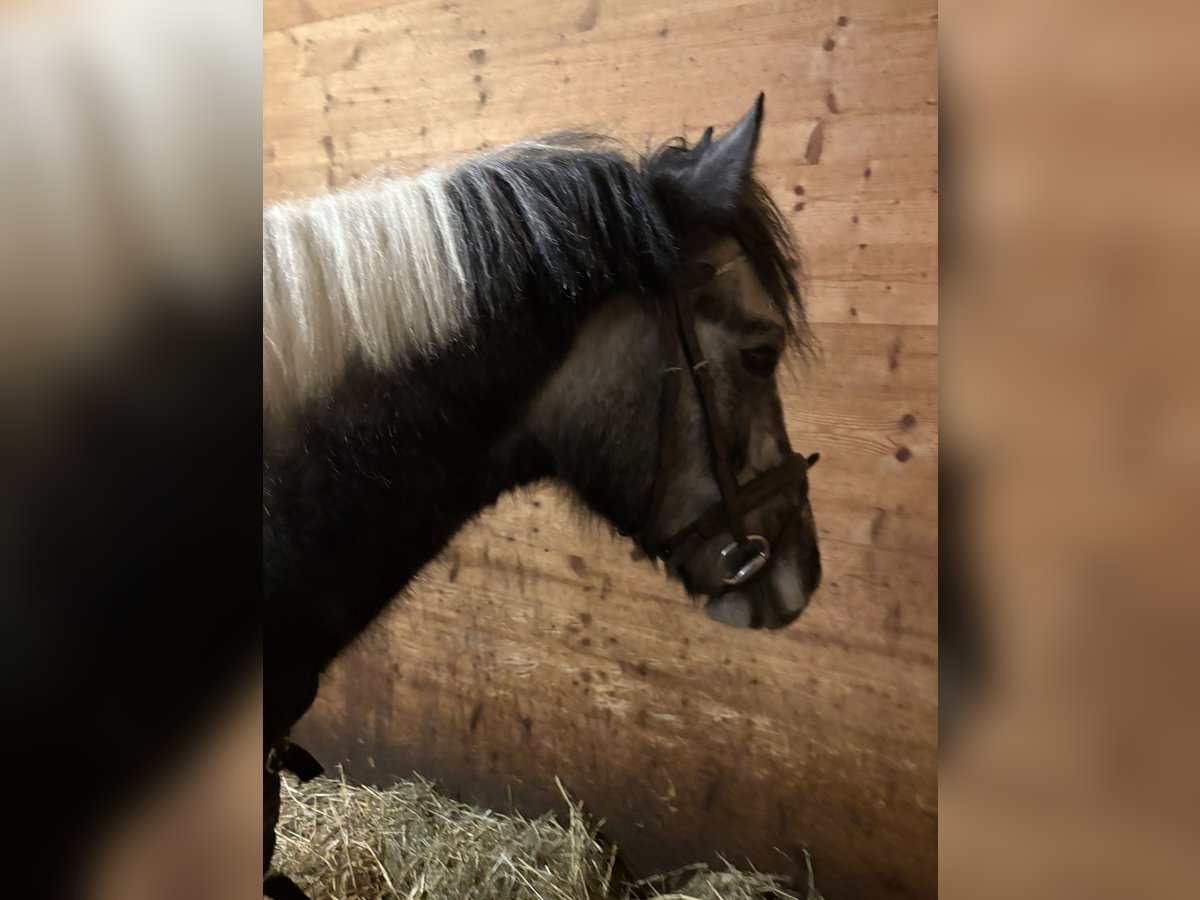 Lewitzer Mix Gelding 4 years 13,2 hh Pinto in Tutzing