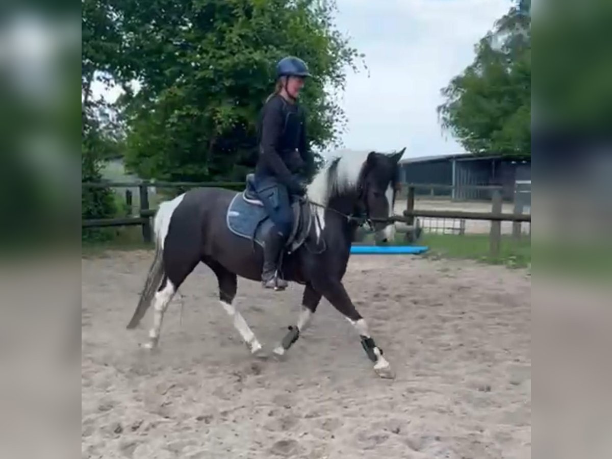 Lewitzer Gelding 5 years 13,3 hh Pinto in Bosau