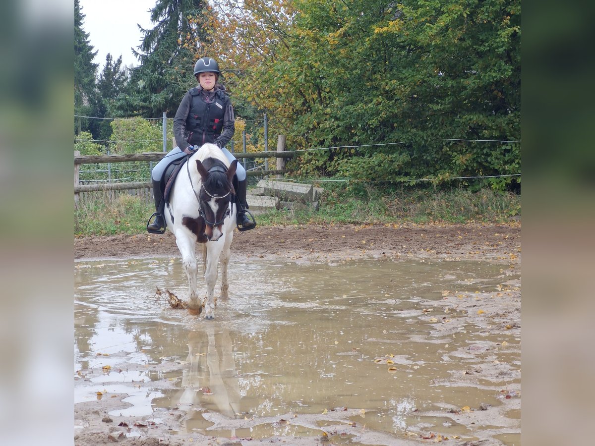 Lewitzer Gelding 5 years 14 hh Pinto in Alt Mölln