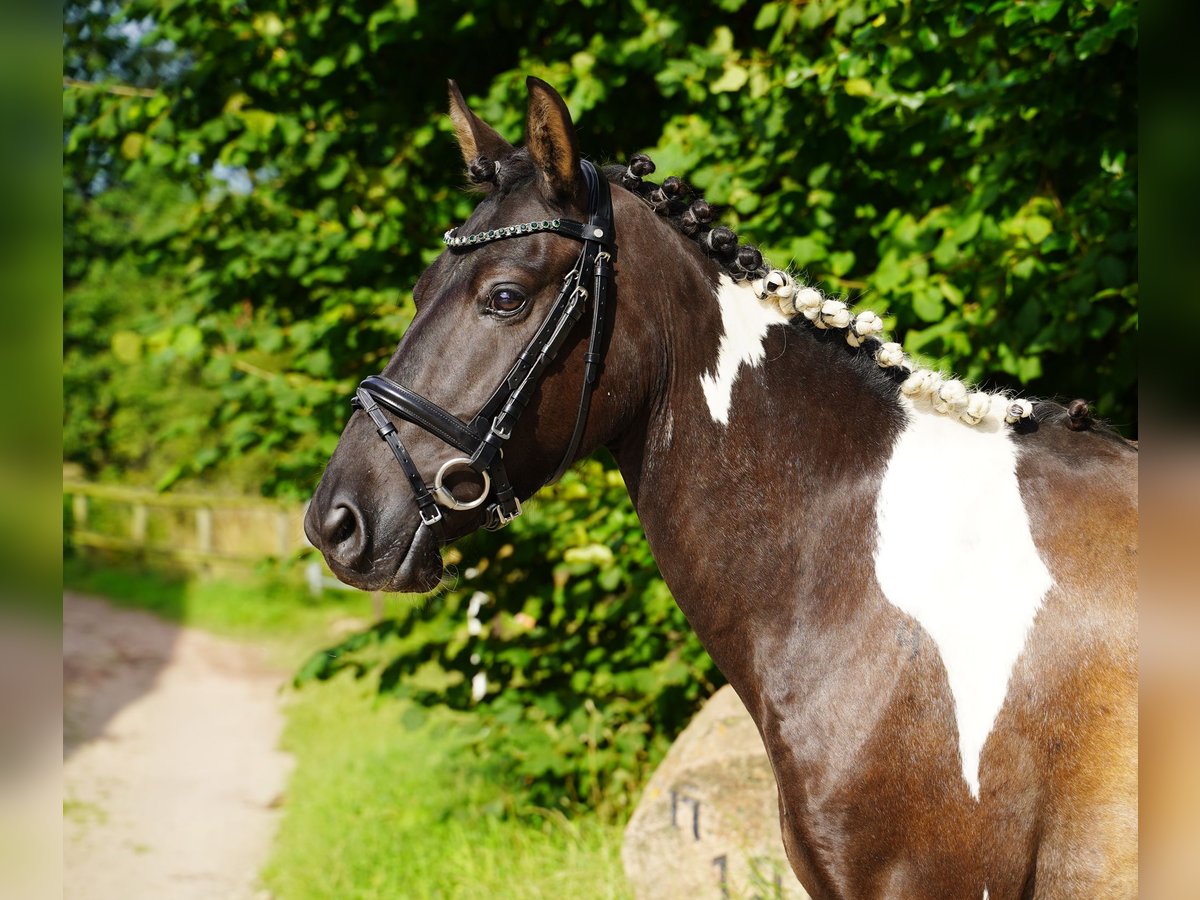 Lewitzer Gelding 7 years 13,2 hh in Jesteburg