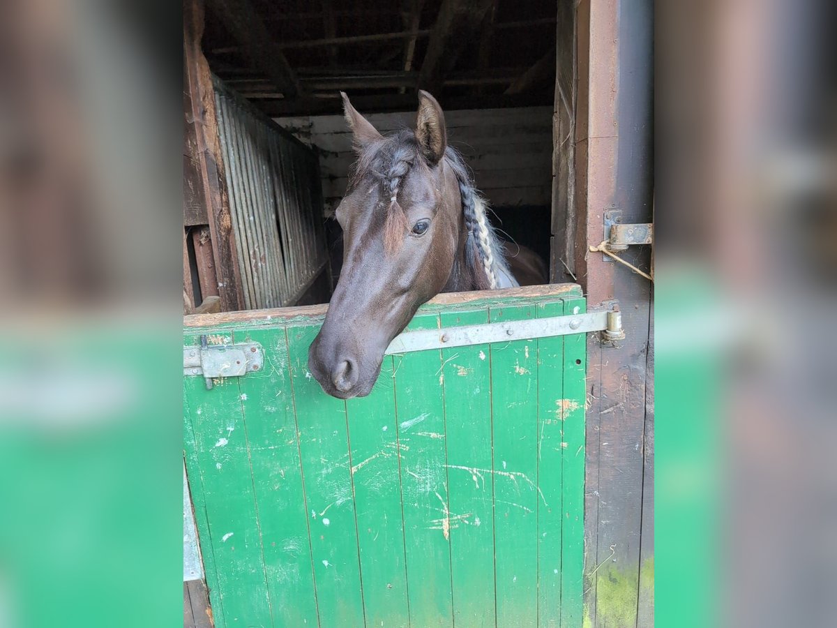 Lewitzer Gelding 7 years 13,2 hh Pinto in Jesteburg