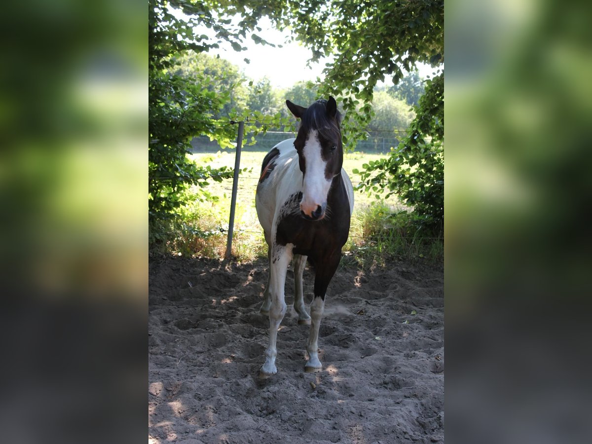Lewitzer Gelding 7 years 14,1 hh Pinto in Fockbek