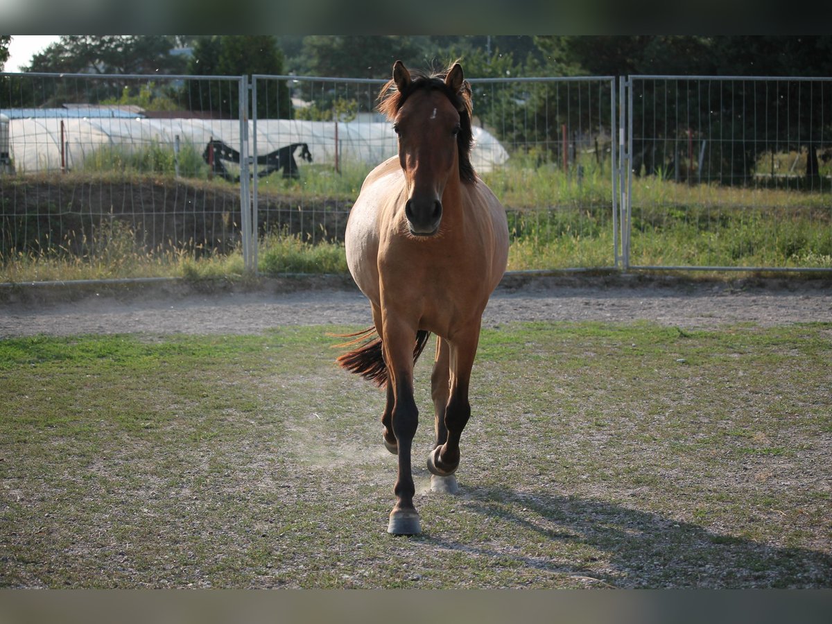 Lewitzer Mix Gelding 8 years 14,1 hh Dun in Sinzheim