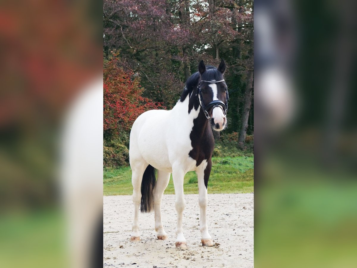 Lewitzer Gelding 9 years 13,3 hh Pinto in Erkrath