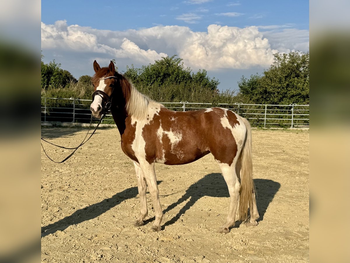 Lewitzer Giumenta 3 Anni 147 cm Pezzato in Grevenbroich