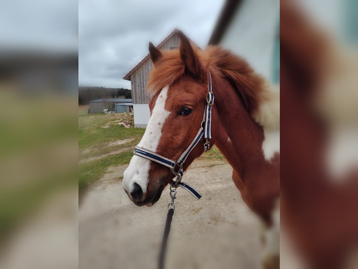 Lewitzer Giumenta 3 Anni 149 cm Pezzato in Dietfurt an der Altm&#xFC;hl