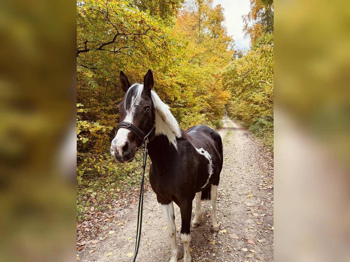 Lewitzer Giumenta 6 Anni 150 cm Pezzato in Aalen