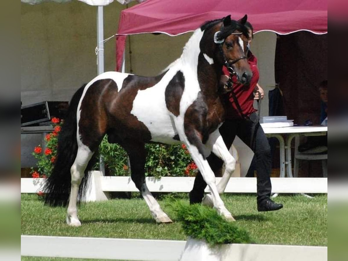 Lewitzer Hengst 18 Jaar 141 cm Gevlekt-paard in Neustadt-Glewe