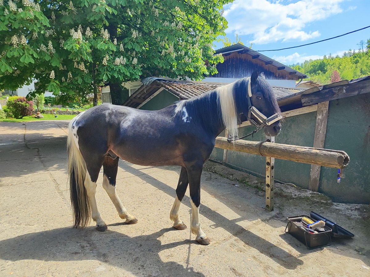 Lewitzer Hengst 19 Jaar 150 cm Gevlekt-paard in Bachenberg