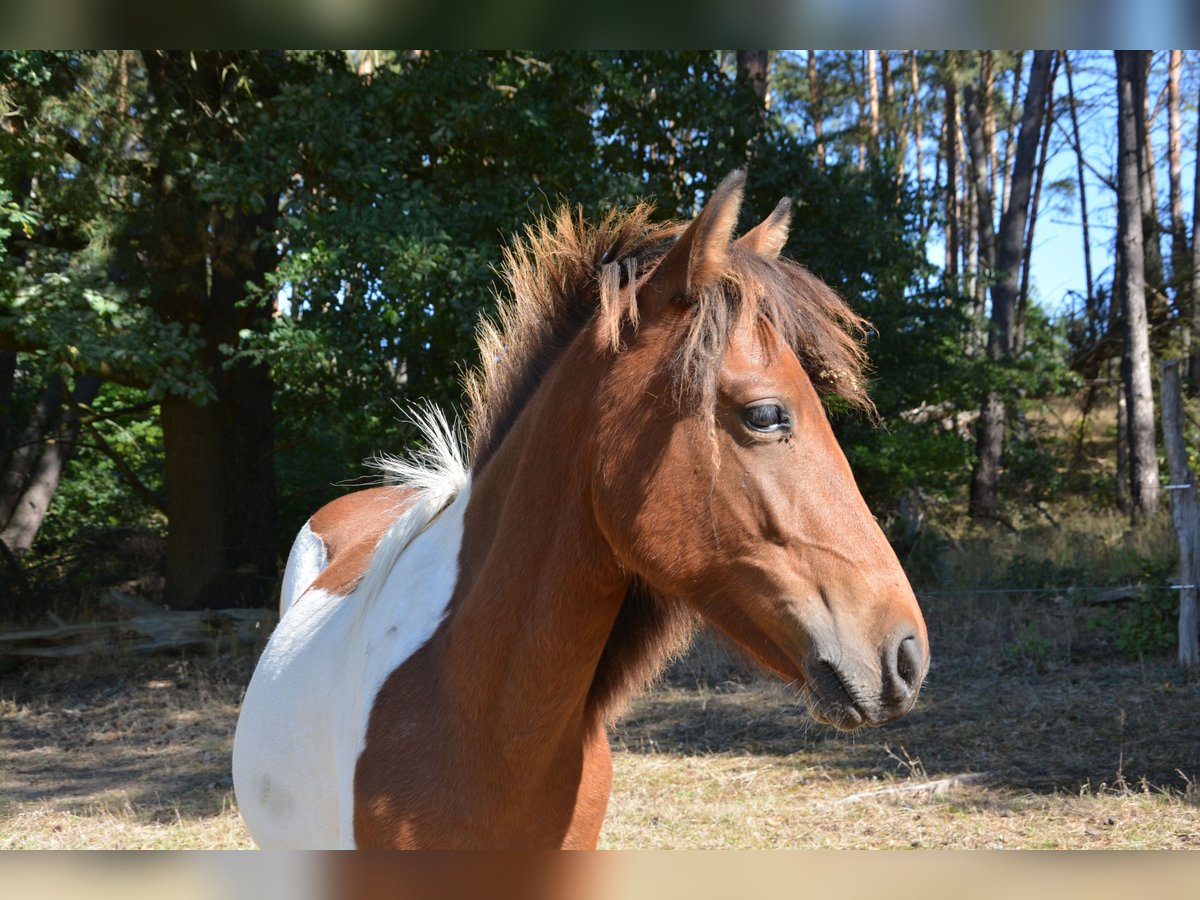 Lewitzer Mix Hengst 1 Jaar 140 cm Gevlekt-paard in Templin