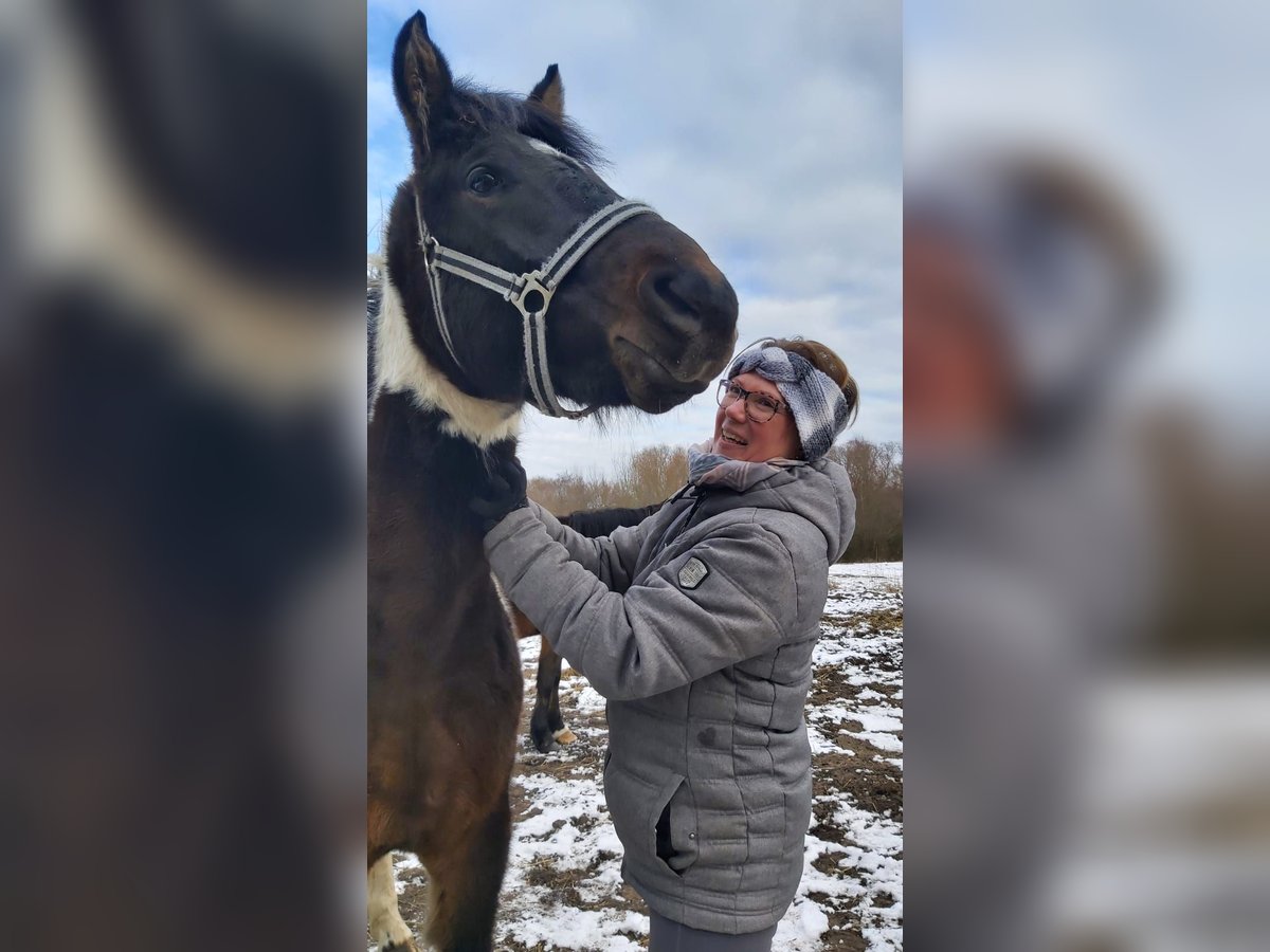 Lewitzer Hengst Gevlekt-paard in Heringsdorf