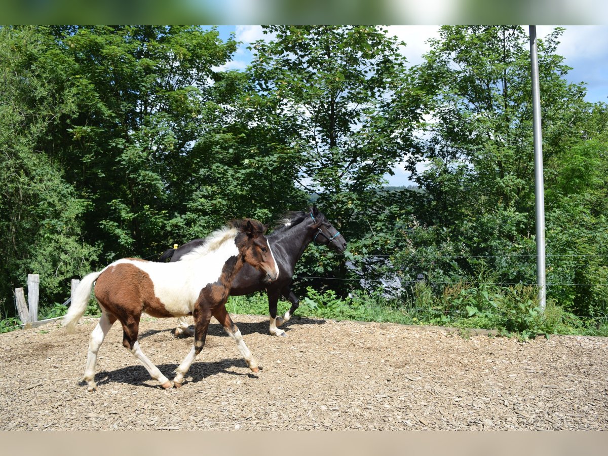 Lewitzer Hingst Föl (03/2024) 150 cm Pinto in Engelskirchen