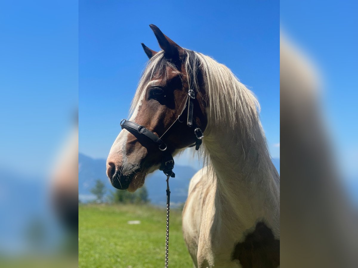 Lewitzer Hongre 13 Ans 137 cm Pinto in Rosenbach