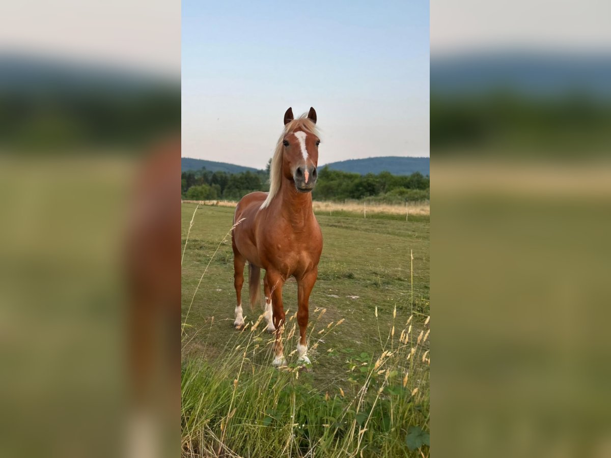 Lewitzer Hongre 17 Ans 140 cm Alezan in Malsch