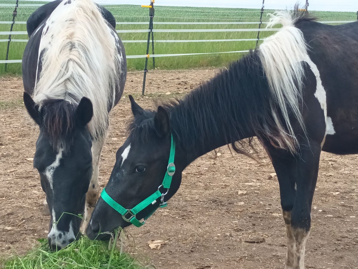 Lewitzer Hongre 2 Ans Pinto in Langenaltheim