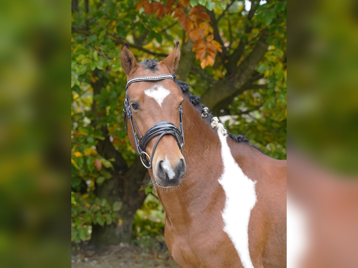 Lewitzer Hongre 3 Ans 146 cm Pinto in Jesteburg
