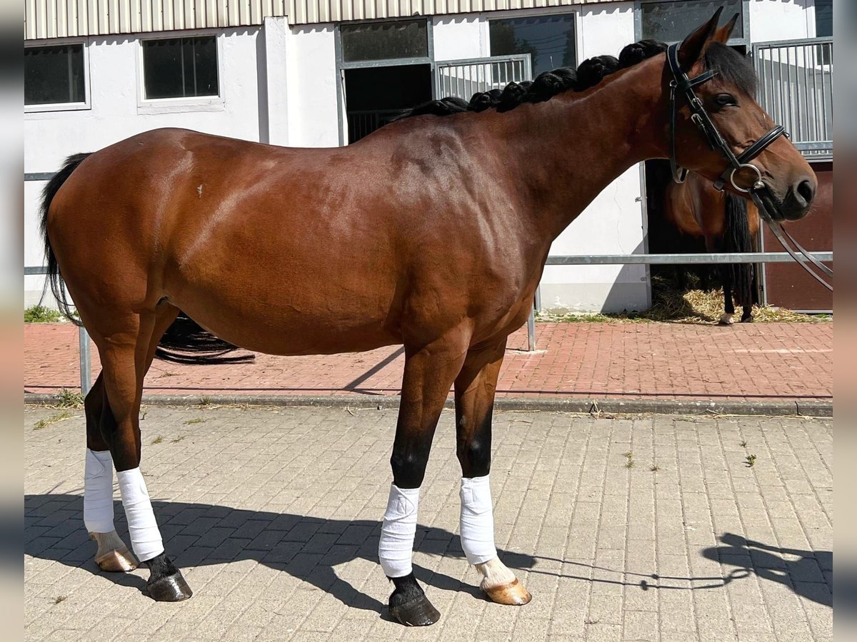 Lewitzer Jument 13 Ans 145 cm Bai in G&#xF6;ttingen