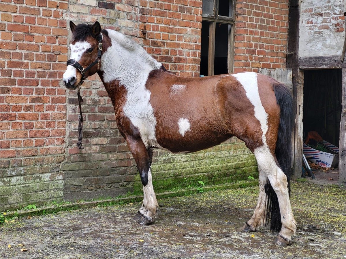 Lewitzer Jument 14 Ans 140 cm Pinto in Harbke