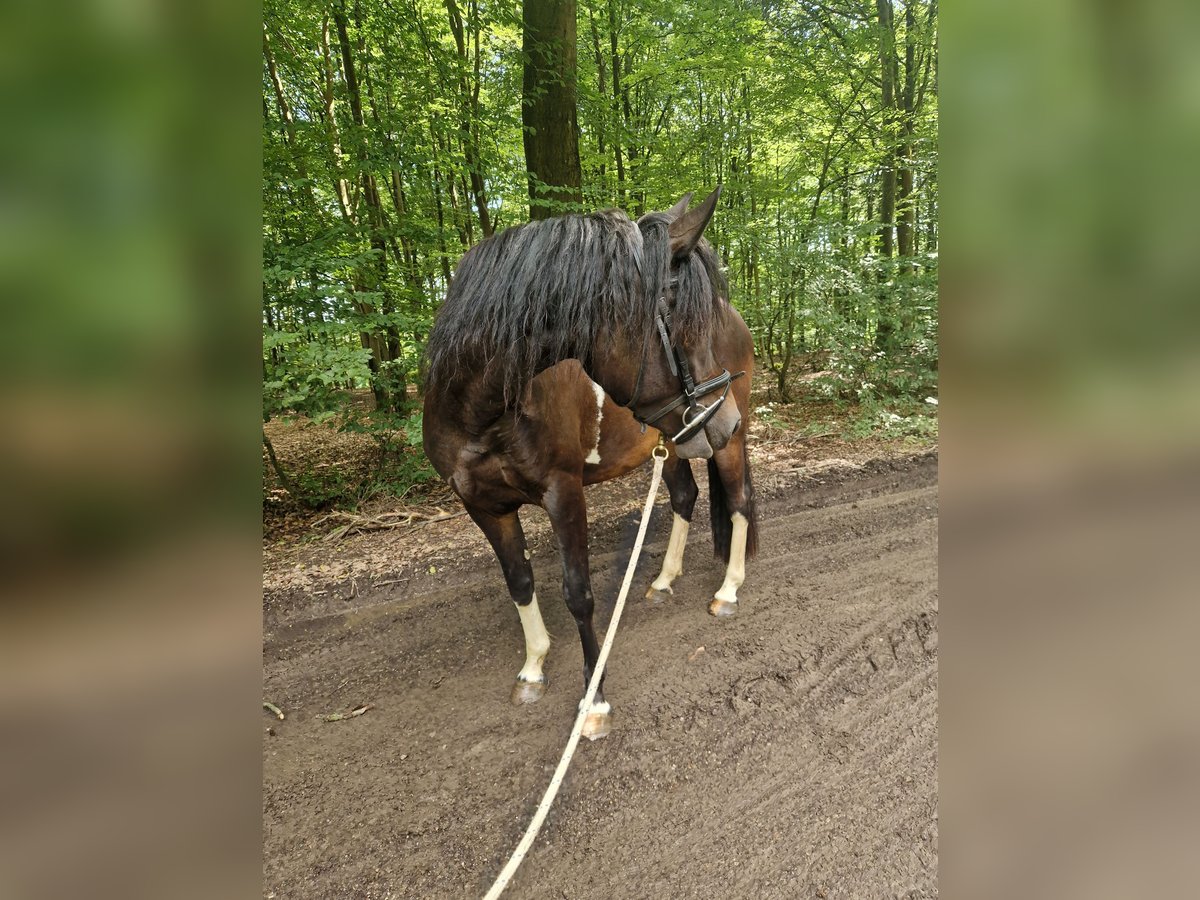 Lewitzer Croisé Jument 3 Ans 148 cm Pinto in Blankenheim