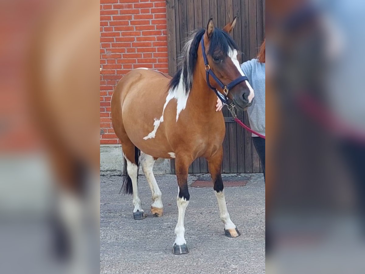 Lewitzer Jument 5 Ans 142 cm Pinto in Wuppertal