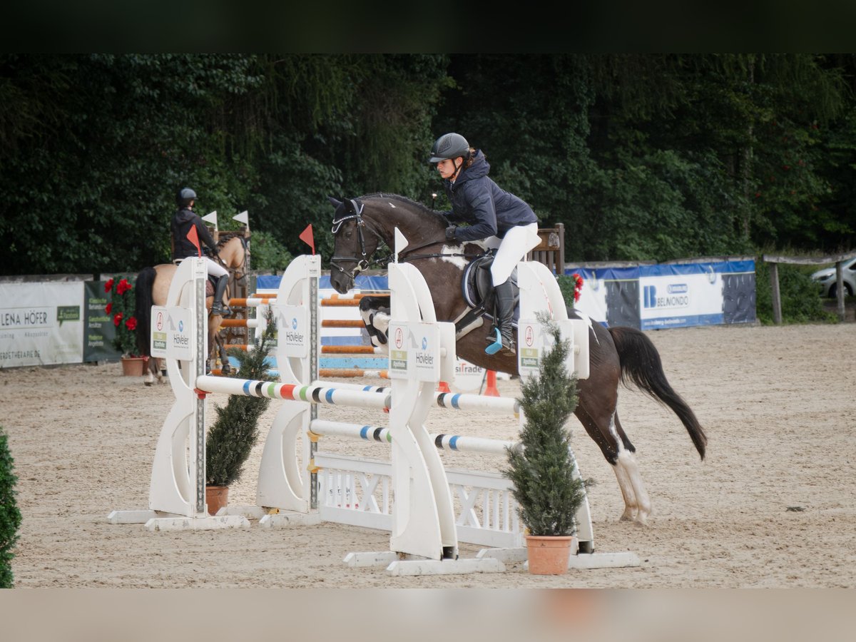 Lewitzer Jument 7 Ans 144 cm Pinto in Altenfelden