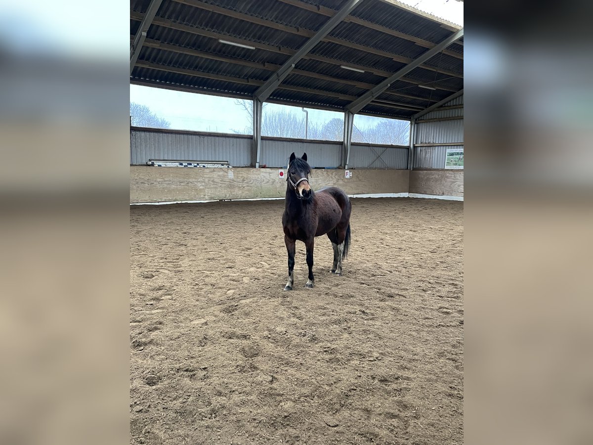 Lewitzer Croisé Jument 8 Ans 133 cm Pinto in SeedorfSeedorf