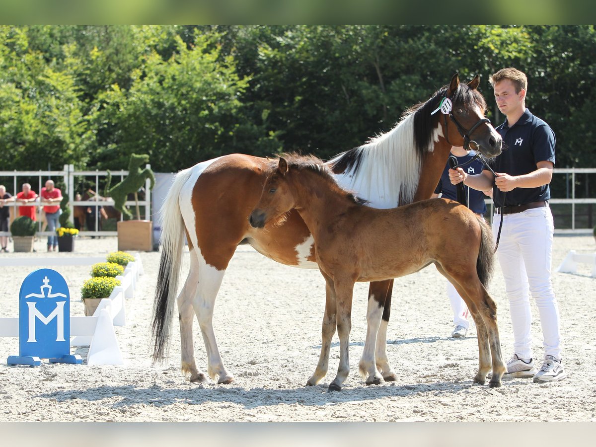 Lewitzer Jument Poulain (05/2024) Bai in Ludwigslust