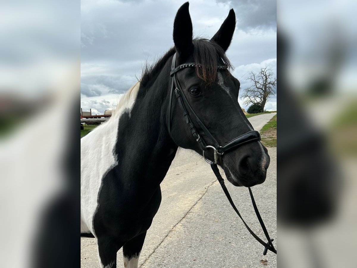 Lewitzer Mare 11 years 13,3 hh Pinto in Schwaikheim