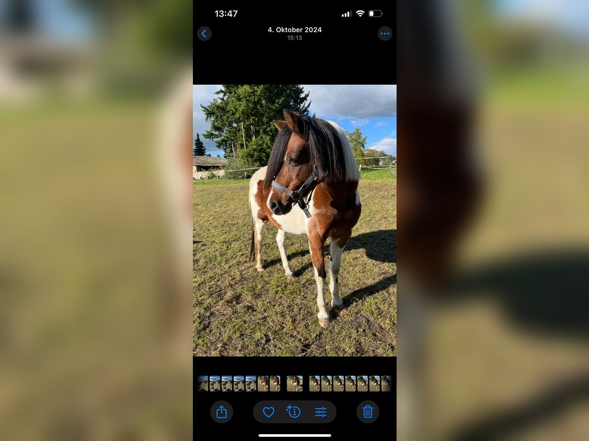 Lewitzer Mare 12 years 13,1 hh Pinto in Neu krenzlin