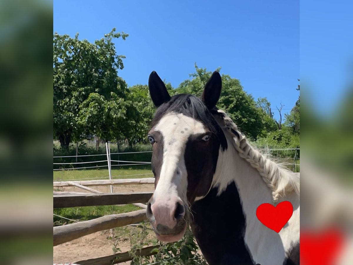 Lewitzer Mare 12 years 14,1 hh Pinto in Seibersbach