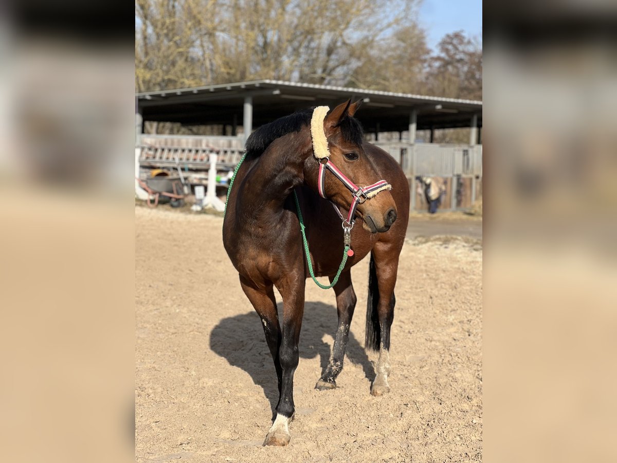 Lewitzer Mare 13 years 14,1 hh Brown in G&#xF6;ttingen