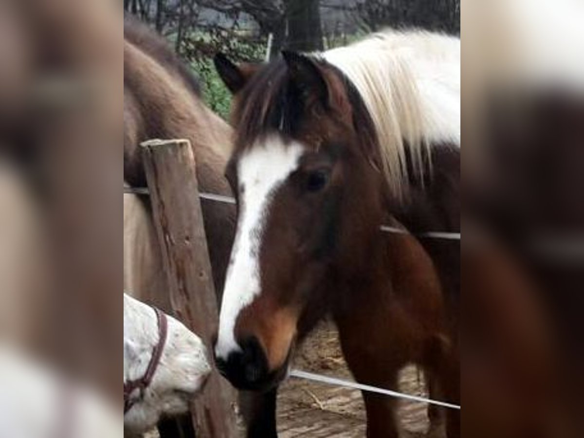 Lewitzer Mare 14 years 14,1 hh Tobiano-all-colors in Schönberg