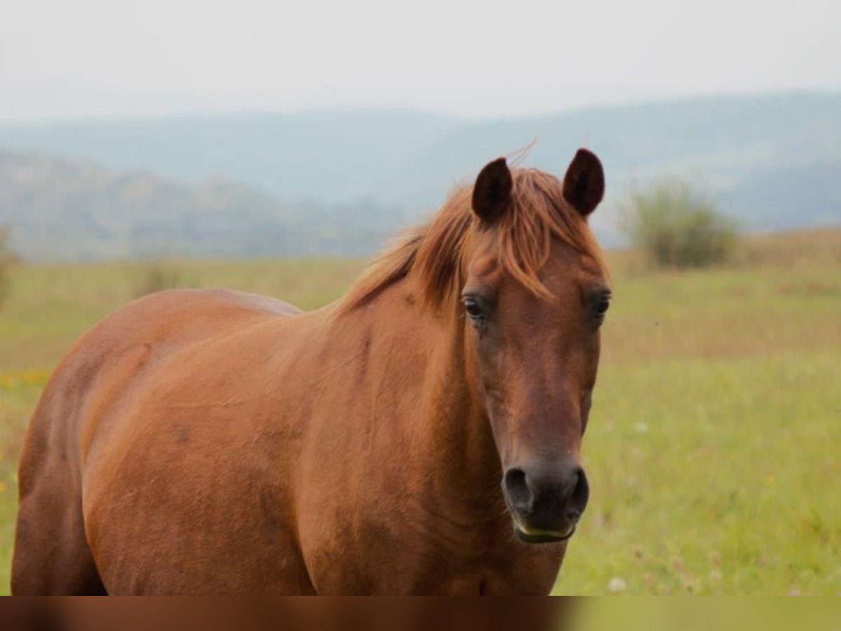 Lewitzer Mare 15 years 14,1 hh Chestnut-Red in Nordhausen