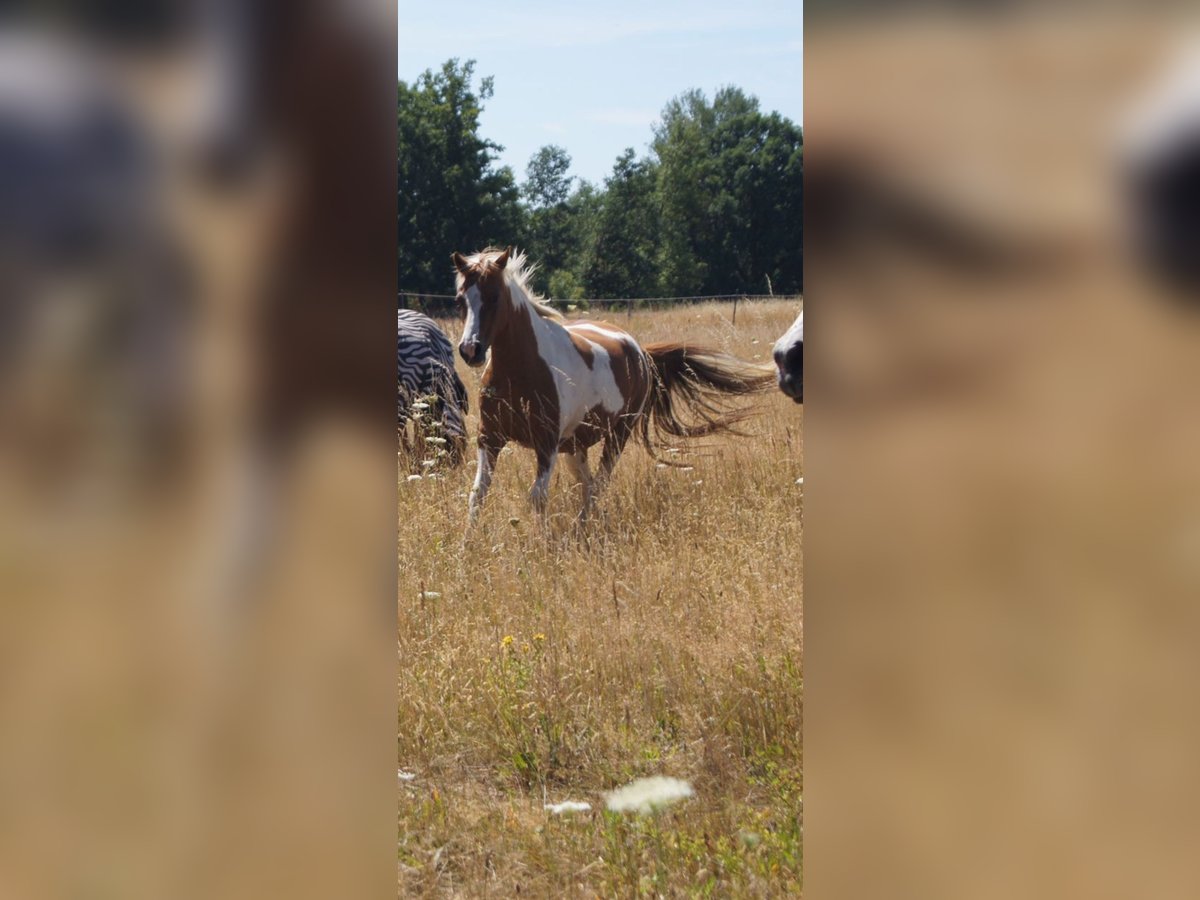 Lewitzer Mix Mare 16 years 13 hh Pinto in Biesenthal