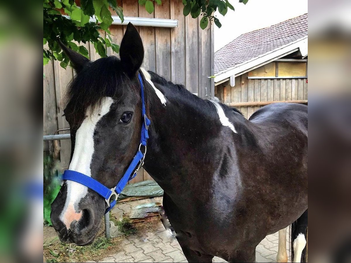 Lewitzer Mare 17 years 13,1 hh Black in Andechs