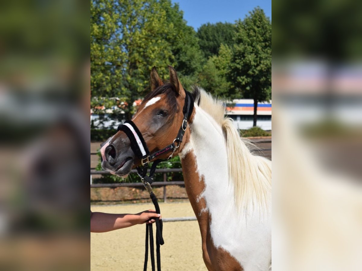 Lewitzer Mare 17 years 14,2 hh Pinto in Streithausen