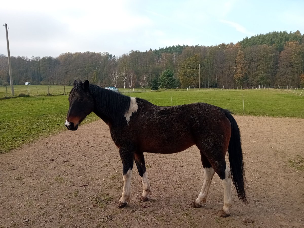 Lewitzer Mare 18 years 13,3 hh Brown in Hainewalde