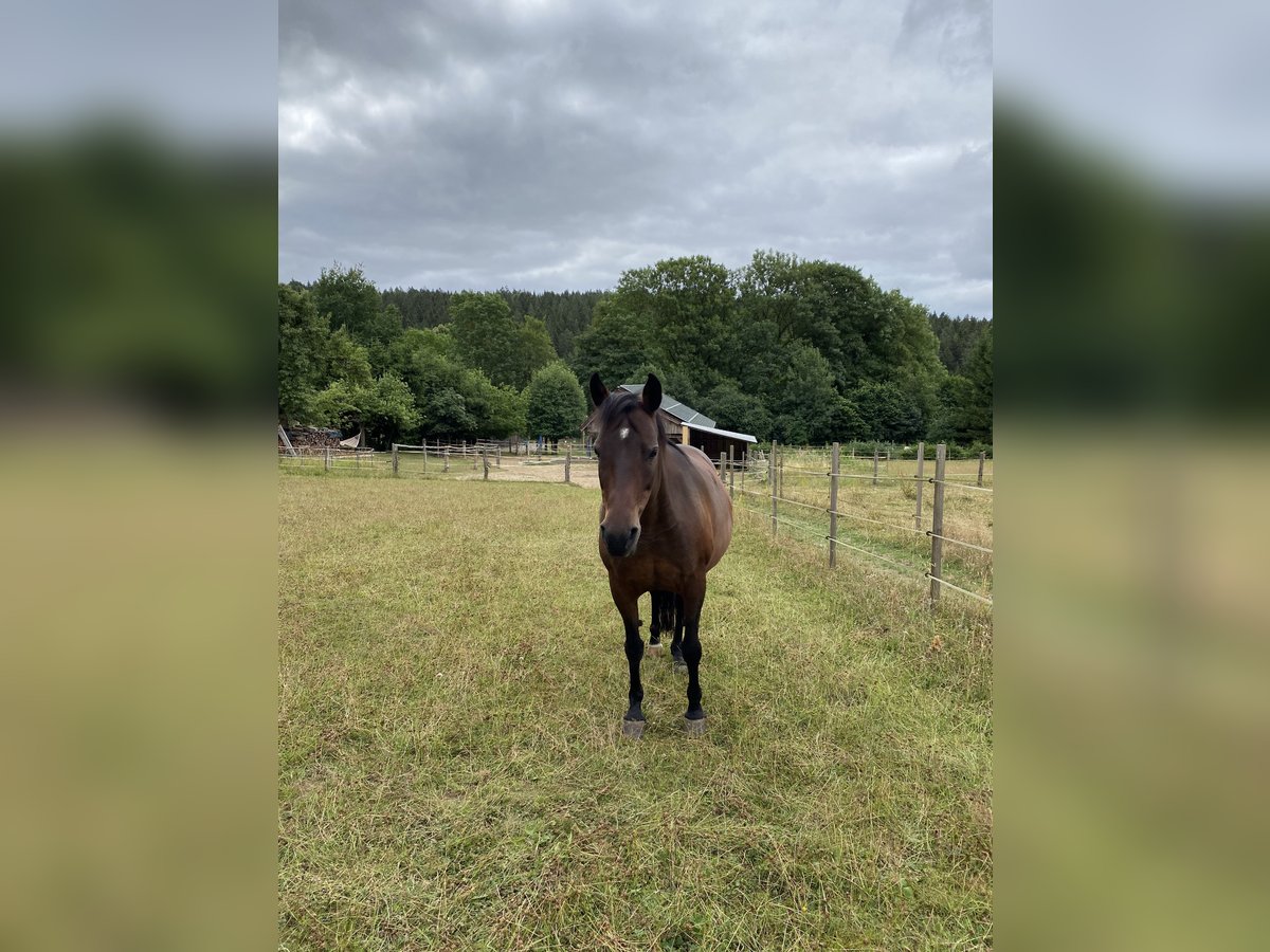 Lewitzer Mare 18 years 14,2 hh in M&#xFC;nchen
