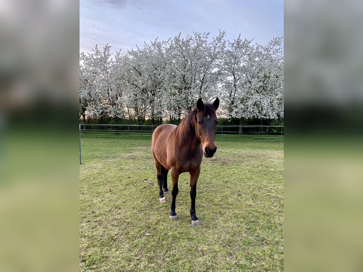Lewitzer Mare 18 years 14,2 hh in M&#xFC;nchen