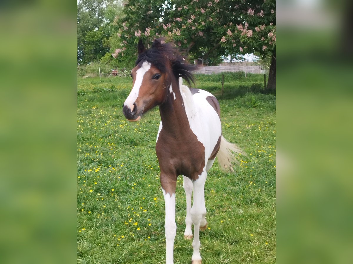 Lewitzer Mare 1 year 12,1 hh Pinto in Kronprinzenkoog